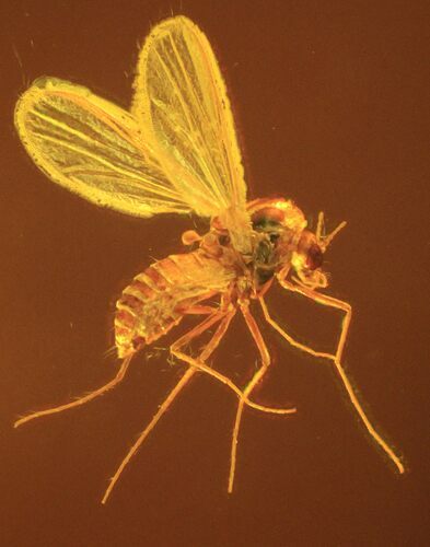 Detailed Fossil Fly (Diptera) In Dark Baltic Amber #58025